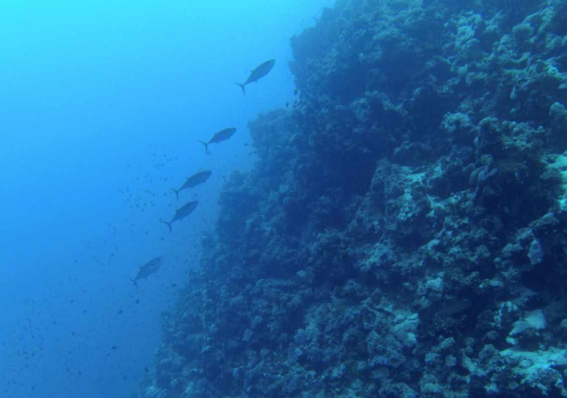 鱼缸的水浑浊怎么办怎么变清游戏画面